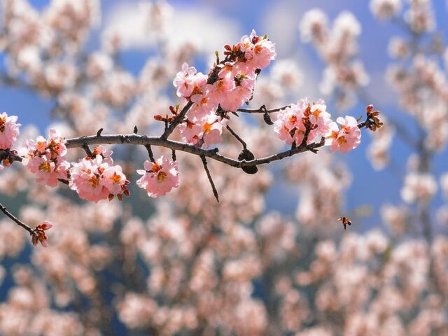 Mersin, Tarsus, Adana Çıkış Datça Badem Çiçeği Festivali