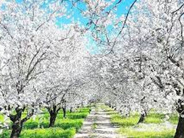 Ankara Hareketli Datça Badem Çiçeği Festivali 1 Gece 2 Gün