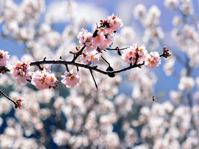 Ankara Hareketli Datça Badem Çiçeği Festivali 1 Gece 2 Gün