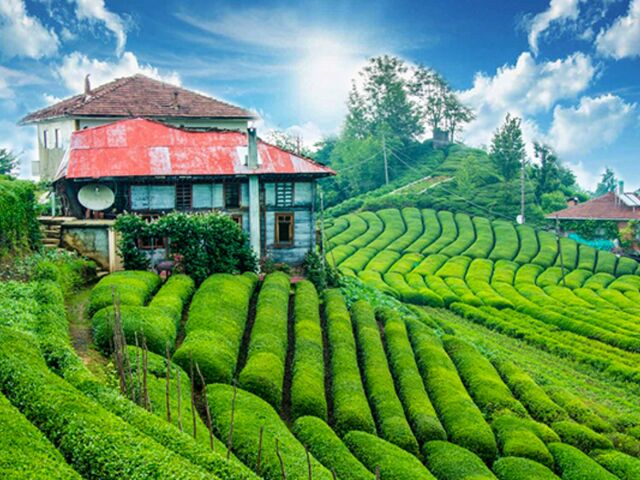 İkonik Karadeniz Yaylaları ve Batum Turu | 4 Gece Konaklamalı Uçaklı İstanbul Çıkışlı Kurban Bayramı Özel Ordu Başlar
