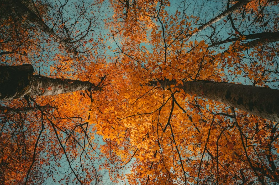 İzmir Çıkışlı Batı Karadeniz & Yedigöller & Ormanya Turları