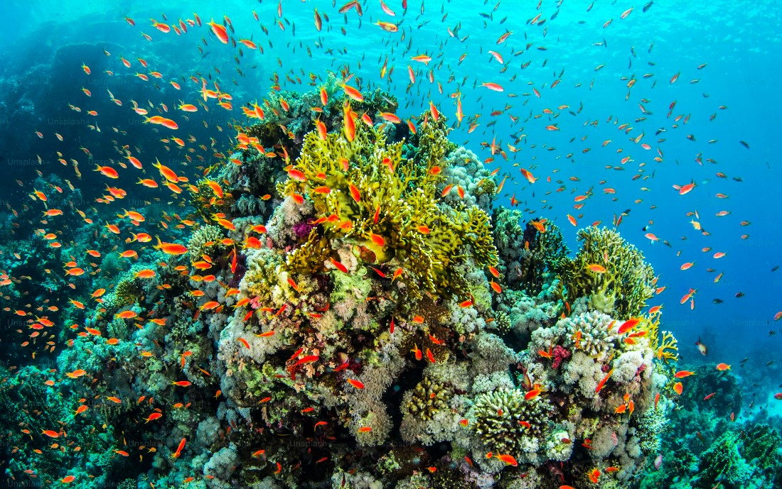 Kurban Bayramı Özel Sharm El Sheikh Turu Türk Havayolları ile 4 Gece Transfer Saatine Kadar Otel Kullanımlı (25-30 Mayıs)