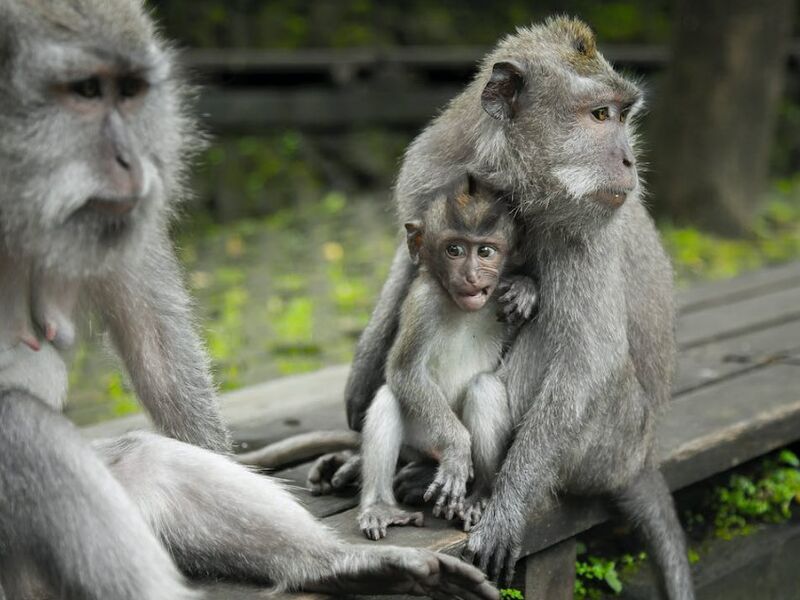 Bali Serüveni  Emirates Hava Yolları ile 5 Gece  6 Gün