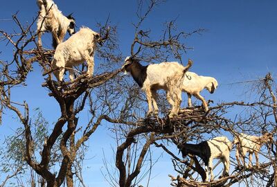 Comfort Fas Sahra Çölü (Çölde Kamp Konaklamalı)  Pegasus Hava Yolları İle 6 Gece  7 Gün  Ekstra Turlar Ve Akşam Yemekleri Dahil
