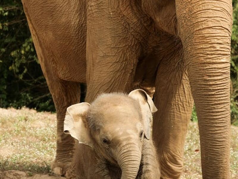 Elegant Bangkok & Phuket & Pattaya Türk Hava Yolları ile 6 Gece