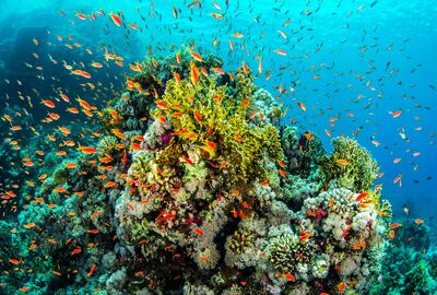 Promosyon Sharm El Sheikh Turu Ajet ile 3 Gece Otelden Erken Çıkışlı