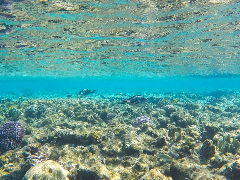 Promosyon Sharm El Sheikh Turu Ajet ile 4 Gece Transfer Saatine Kadar Otel Kullanımlı