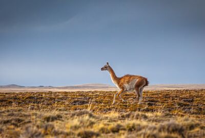 Grand Patagonya & Paskalya Adası Turu 16 Gün 2026