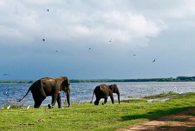 Sri Lanka Turu - 8 Gün THY - 2026