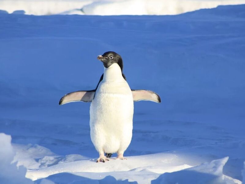 Premium: Patagonya ve Ateş Toprakları