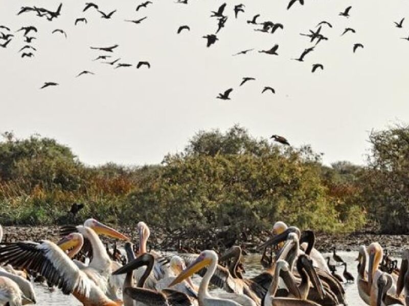 Premium - Senegal - Gambia -Gine Bissau Turu