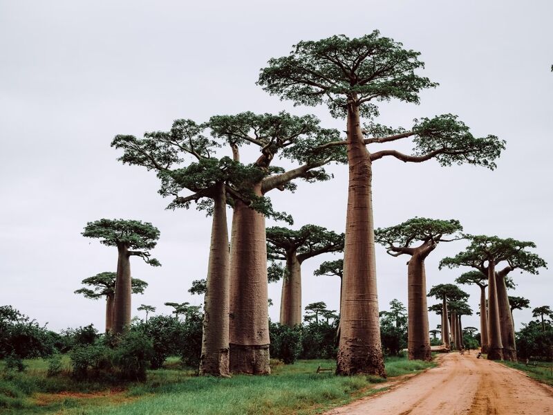 Madagaskar & Mauritius Turu Emirates Havayolları İle 10 Gece 12 Gün 2026