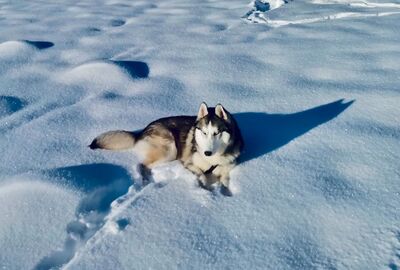Sibirya & Yakutistan & Moğalistan Turu THY ile 14 Gün 2026