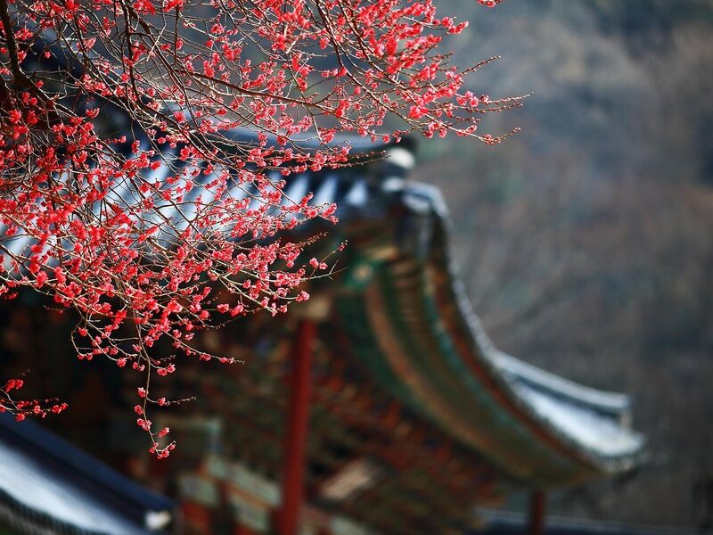 Premium - Japonya Sakura Döneminde Gelenekten Geleceğe