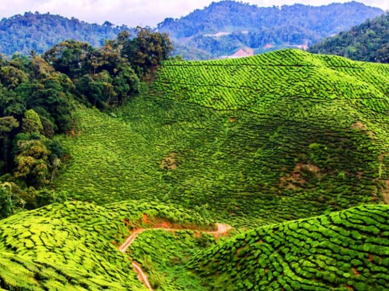 Premium - Malezya Thaipusam Festivali ve Yağmur Ormanları Turu