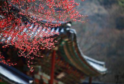 Elegant Japonya All Nippon Hava Yolları ile 6 Gece