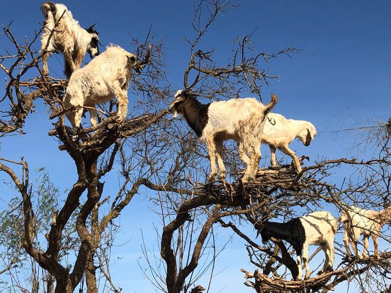 Fas İkonları Turu Pegasus Havayolları ile 4 Gece