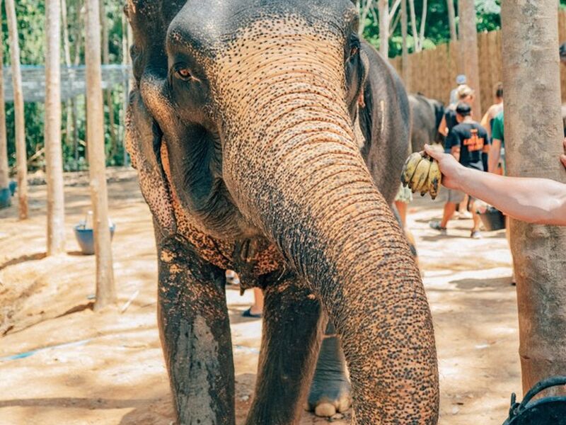 Phuket 2026 SQ (HKT-HKT)