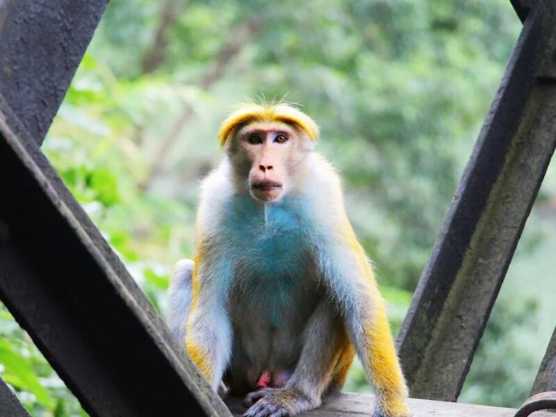 Sri Lanka G9 2026 (CMB-CMB) 