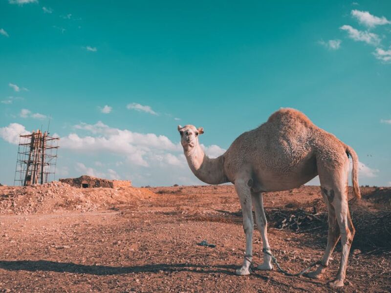 Tunus TK 2026 (TUN-TUN)