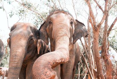 Tayland - Altın Üçgen  & Egzotik Rüya