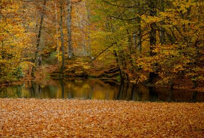 İzmir Çıkışlı Batı Karadeniz & Yedigöller & Ormanya Turları