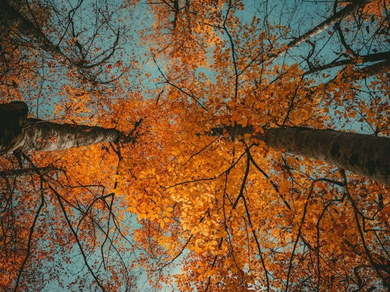 İzmir Çıkışlı Batı Karadeniz & Yedigöller & Ormanya Turları