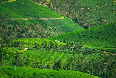 İstanbul Çıkışlı Otobüslü Karadeniz Yaylalar ve Batum Turu (4 Gece Konaklama) (Batum ve Yayla Konaklama)