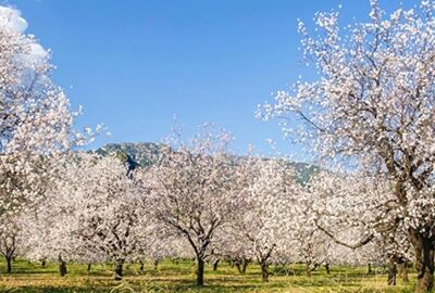 İzmir`den Günübirlik Datça Badem Çiçeği Festivali Turu
