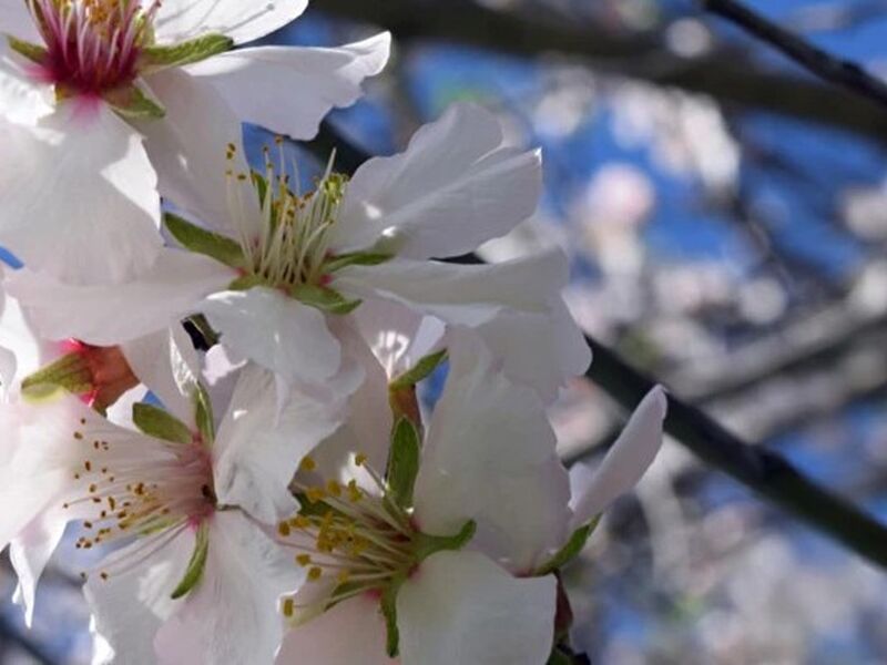 İzmir`den Günübirlik Datça Badem Çiçeği Festivali Turu