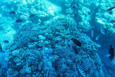 Maxi Her Şey Dahil Sharm El Sheikh Turu Pegasus Havayolları ile 5 Gece