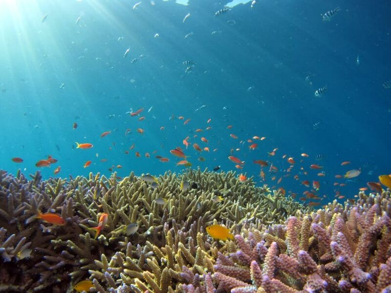 Maxi Her Şey Dahil Sharm El Sheikh Turu Pegasus Havayolları ile 4 Gece