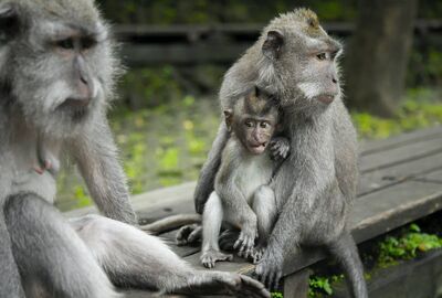 Bali & Kuala Lumpur & Singapur Turu Türk Hava Yolları ile 8 Gece