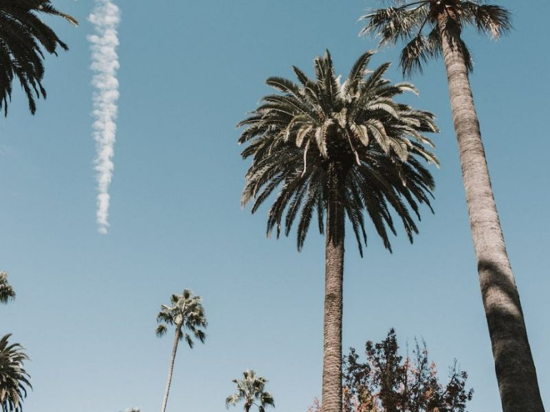 Hawaii`li Amerika Los Angeles - Hawaii - San Francisco 2026