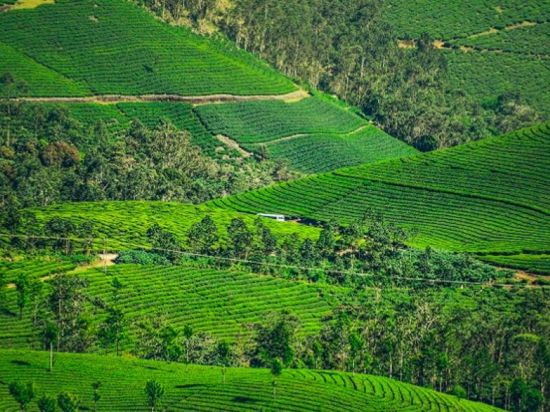 İkonik Karadeniz Yaylaları ve Batum Turu | 4 Gece Konaklamalı Uçaklı İstanbul Çıkışlı