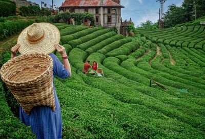 İstanbul Çıkışlı Otobüslü Karadeniz Yaylalar ve Batum Turu (4 Gece Konaklama) (Batum ve Yayla Konaklama)