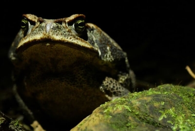 Kurban Bayramı Özel Peru Bolivya Şili Turu 21 Mayıs Hareket