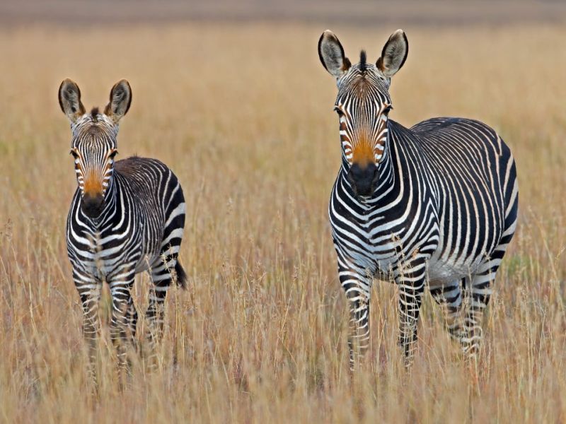 Vizesiz Muhteşem Güney Afrika Turu 2026