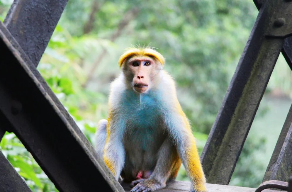 Sri Lanka TK 2026 (CMB-CMB)