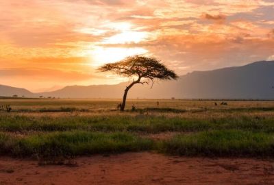 Elegant Kenya Büyük Göç Türk Hava Yolları İle 6 Gece