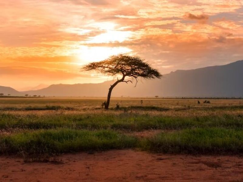 Elegant Kenya & Tanzanya Büyük Göç Türk Hava Yolları İle 9 Gece