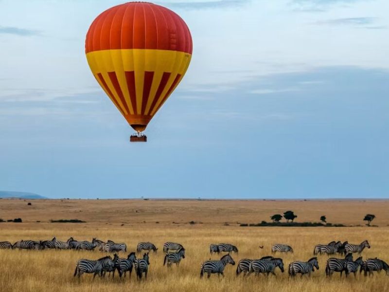 Elegant Kenya & Tanzanya Büyük Göç Türk Hava Yolları İle 9 Gece